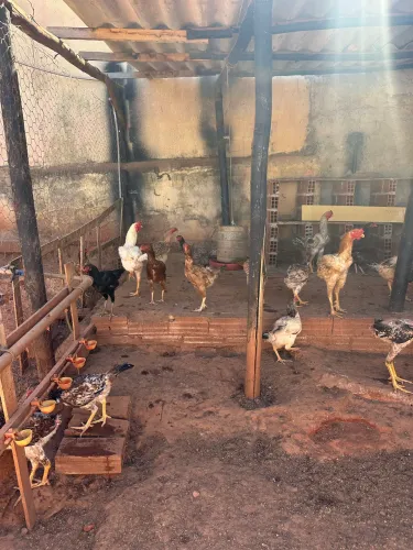 Vende-se Galinha Caipira