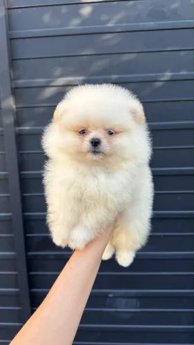 Spitz branco Ursinho perfeito 