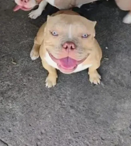 Venda American Bully micro
