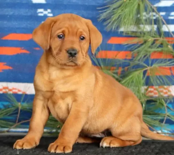 Filhotes de Labrador disponíveis! Chama no WhatsApp agora para fotos!