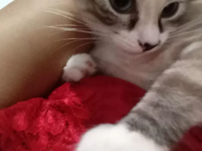 Estou adotando uma gatinha