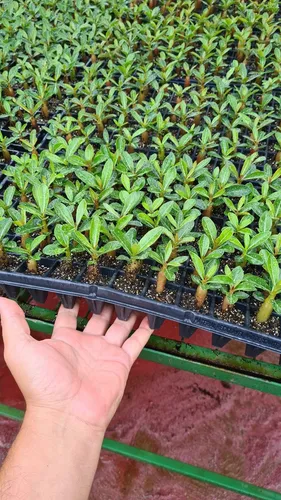 Rosas deserto na bandeija $ 3 reais cada mix de cores