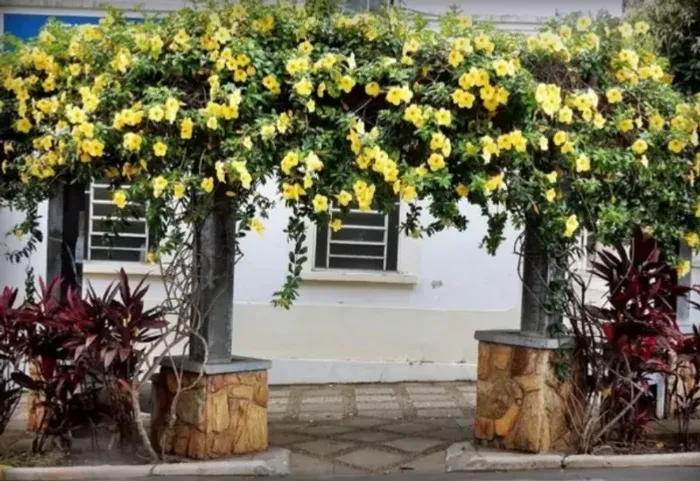 Mudas de Alamanda / Jardim / Quintal