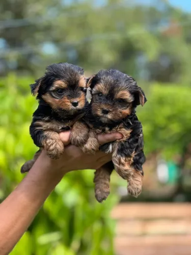 Filhotes de Yorkshire Terrier