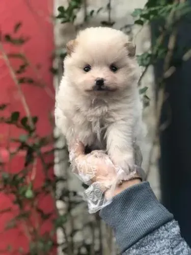 Spitz Alemão Anão- Fêmea linda com pelagem linda, padrão ursinho-Dani