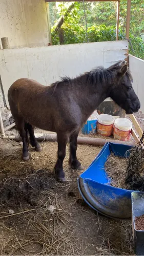 Pônei vendo ou troco