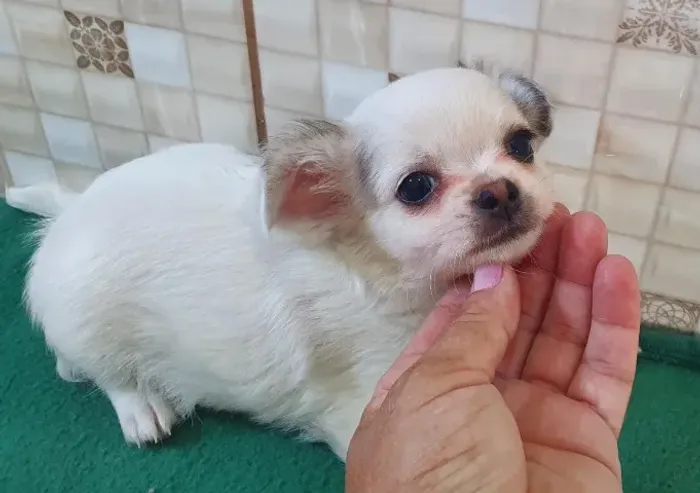  Chihuahua Minúsculos à Venda!