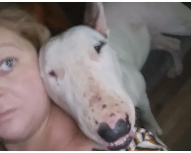 Doação Bull terrier com pedigree.... Mas muito ativo... Agitado... Pula qualquer serca!