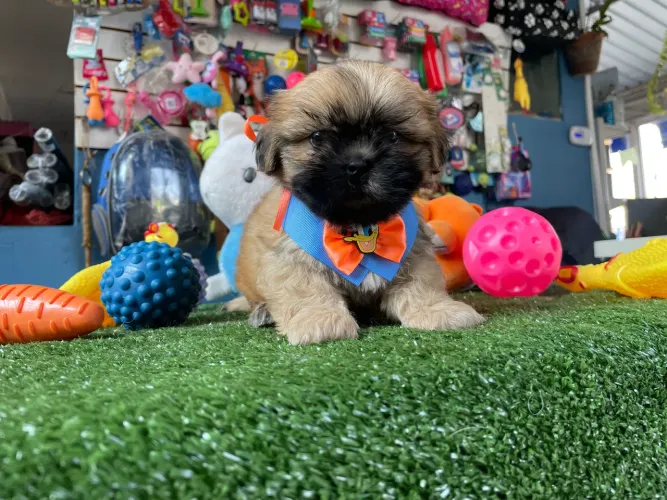 Shih tzu macho com 55 dias de vida $1.100,00