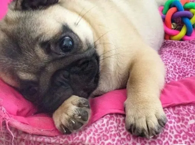 Pug -essa belezinha pode ser sua em Sorocaba 