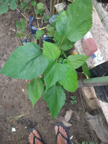 Mudas de amoreira já produz 