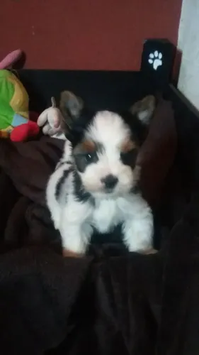 Yorkshire biewer - maravilhosa feminha 