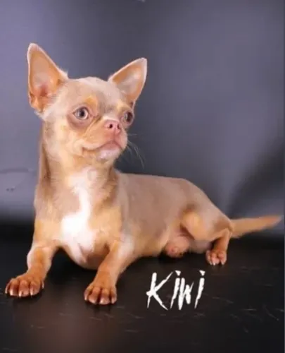 Chihuahua Fêmea White: Pequena e Cheia de Encanto!