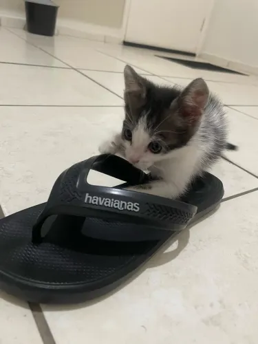 Gato
