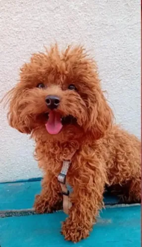 Poodle toy para cruzar