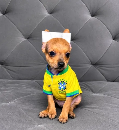 Pinscher miniatura 