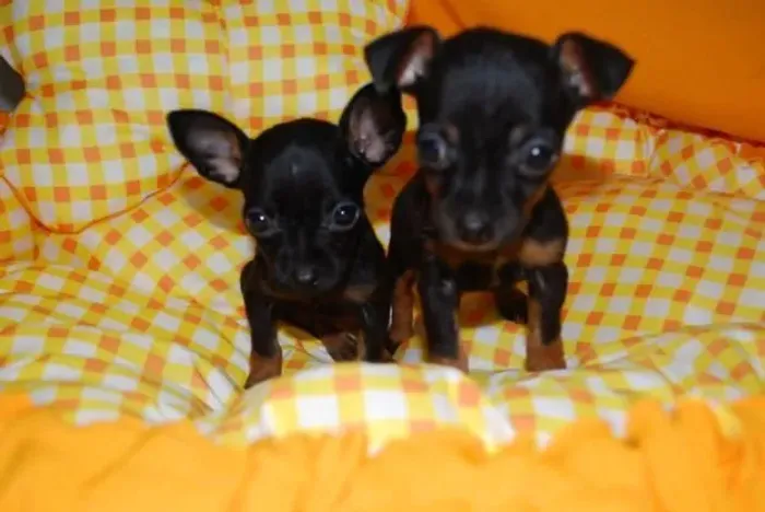 Pinscher Miniatura feminina menor que ela duvido e de o dó!