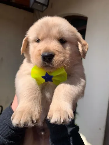 Golden retriever machos !