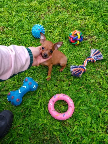 Pinscher machinho