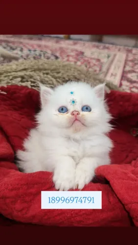 Gato Persa