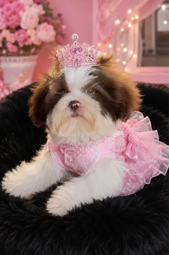Lhasa apso macho e fêmea em até 18x