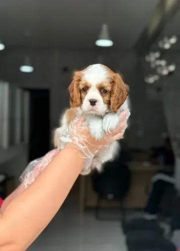Cavalier King V10 Importada, Contrato de Compra e Venda e Saúde Garantida