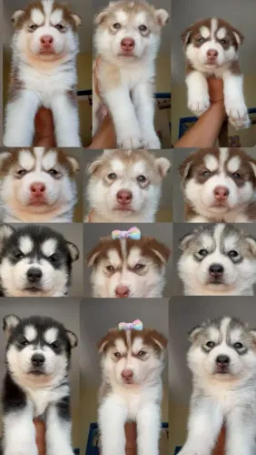 R$800 filhotes de Husky siberiano