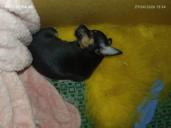 Pincher 01 e 0