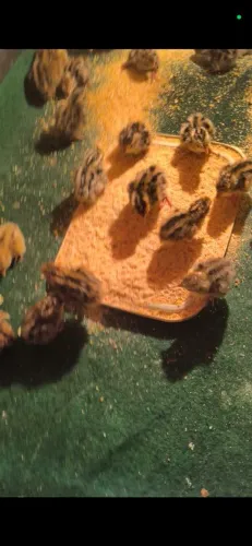 Filhotes codorna