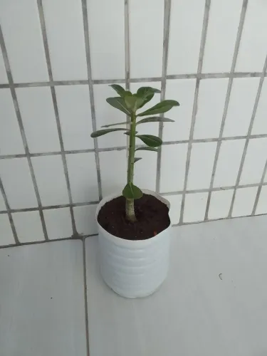 Rosa do deserto