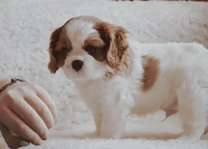 Seu Novo Companheiro Está Aqui  Cavalier King em 12x Sem Juros
