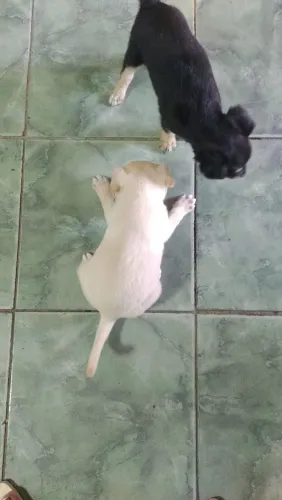 Cachorro