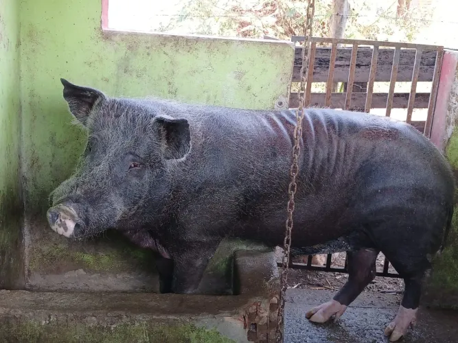 Vende-se Porco Barrão