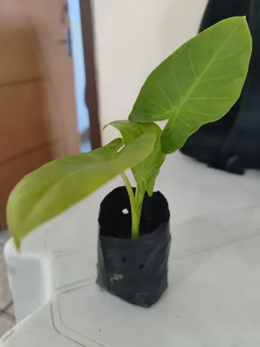 Mudas de planta orelha de elefante