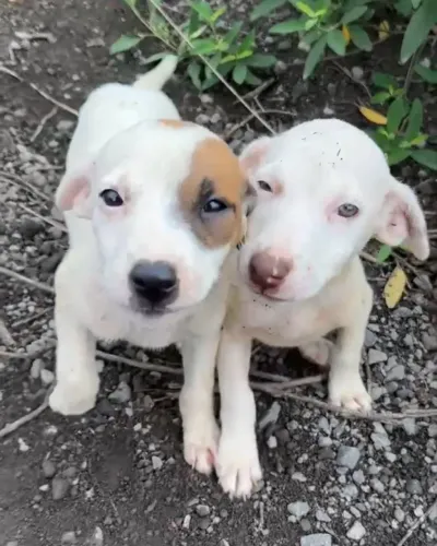 Doação de cachorro 