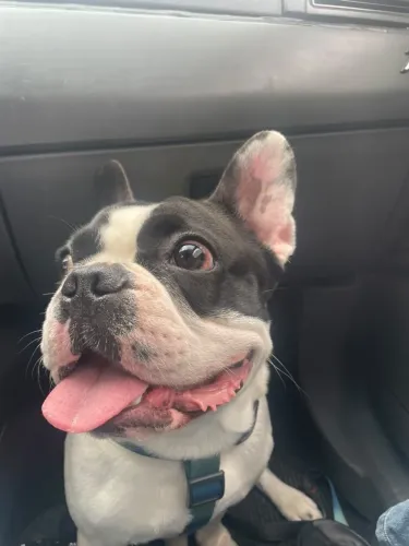 Bulldog francês
