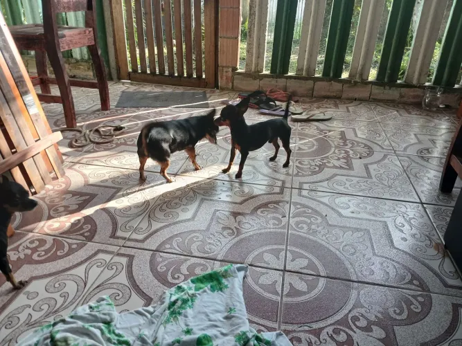 Pinscher disponível para acasalamento/namoro