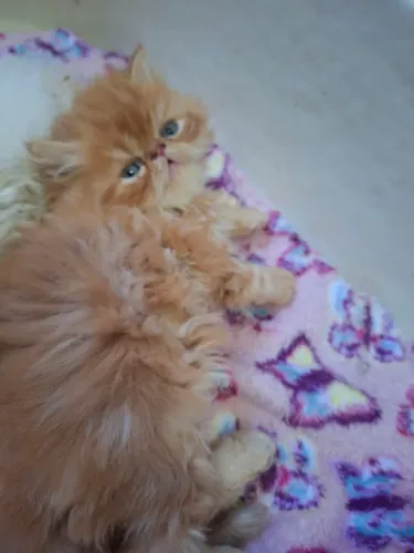 Vende-se filhote de gato persa macho pv 