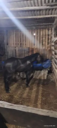 Vendo piquira andado muito