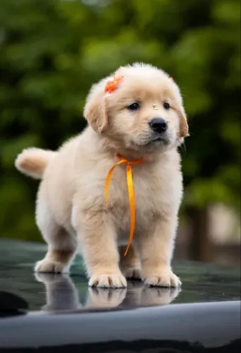 Filhotes Golden Retriever 
