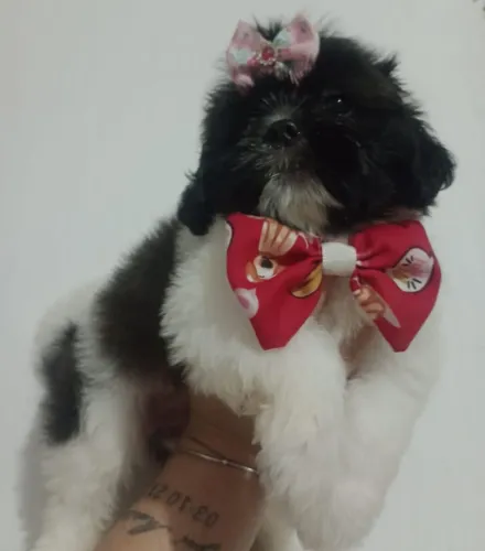 Shih Tzu Fêmea filhote 