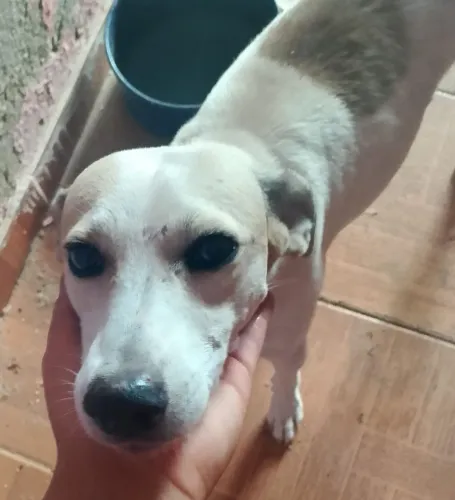 Vira lata pra adoção 