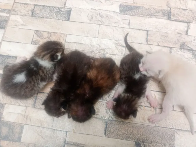 Doação de filhotes da gatos