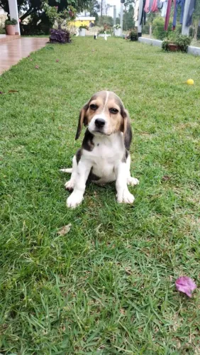 Lindo beagle macho disponivel