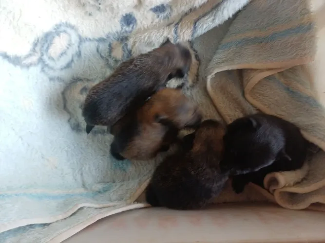 Animais de estimação