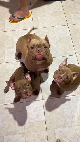 American bully 