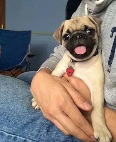Pug Amor que se expressa em gestos