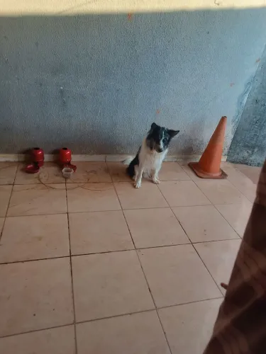 Cachorro