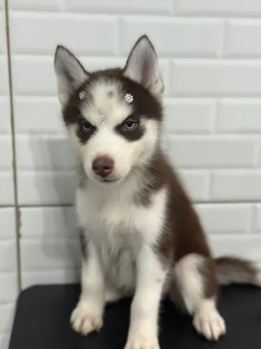 Husky siberiano 