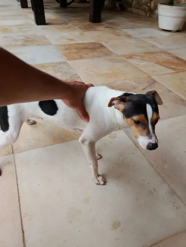 Vendo FILHOTE DE FOX PAULISTINHA (6 MESES)